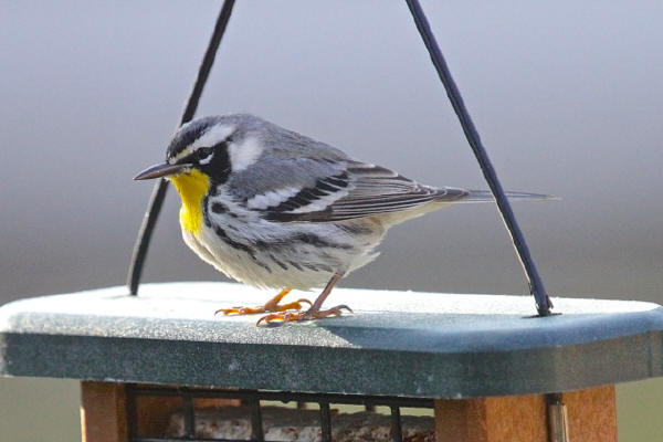 Yellow-throated Warbler